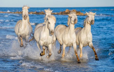 Deniz mavi su üzerinde dörtnala Camargue atlar beyaz. Fransa.