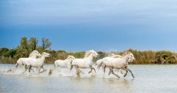 Witte Camargue Paarden Door Het Water Galopperen Parc Regional Camargue — Stockfoto