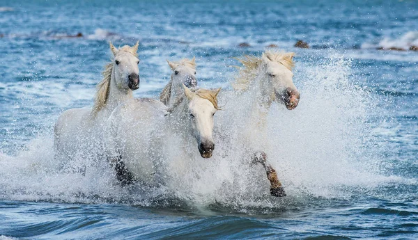 Cavalos Camargue Brancos Galopando Água Azul Mar França — Fotografia de Stock
