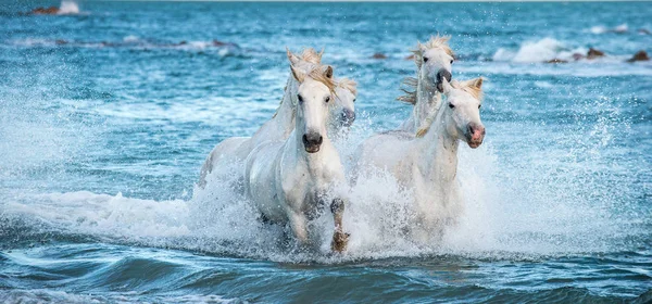 Caballos Camarga Blanca Galopando Agua Azul Del Mar Francia — Foto de Stock