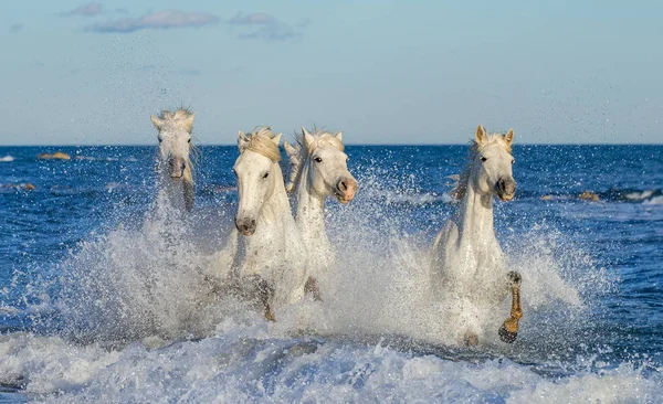 Białe Konie Camargue Galopie Błękitne Wody Morza Francja — Zdjęcie stockowe