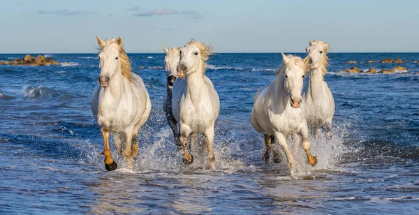 Witte Camargue Paarden Galopperen Blauwe Water Van Zee Frankrijk — Stockfoto