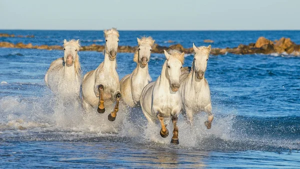 海の青い水のギャロッピング ホワイト カマルグ馬 フランス — ストック写真