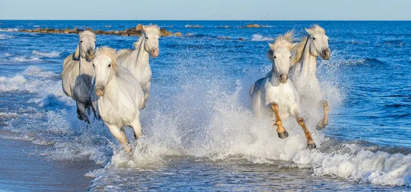 Białe Konie Camargue Galopie Błękitne Wody Morza Francja — Zdjęcie stockowe