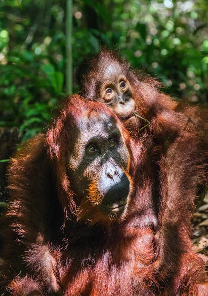 Mum Tyłu Cub Orangutan Matki Zielony Las Deszczowy Siedlisk Przyrodniczych — Zdjęcie stockowe