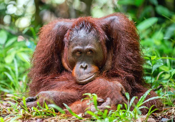 Retrato Perto Orangotango Borneano Pongo Pygmaeus Natureza Selvagem Orangotango Bornéu — Fotografia de Stock