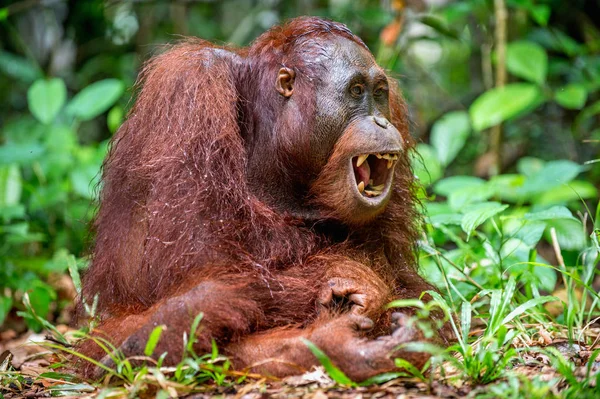 Close Portrait Bornean Orangutan Pongo Pygmaeus Open Mouth Wild Nature — Stock Photo, Image