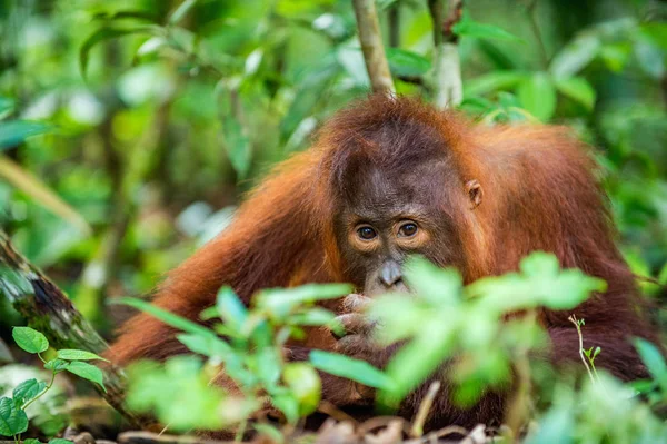 Egy Közeli Portréja Fiatal Borneói Orangután Pongo Pygmaeus Nyitott Szájjal — Stock Fotó