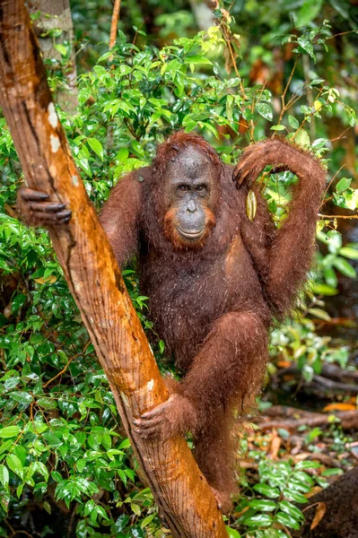 Vahşi Doğada Yağmur Altında Ağaçta Borneo Orangutan Doğal Yaşam Alanı — Stok fotoğraf