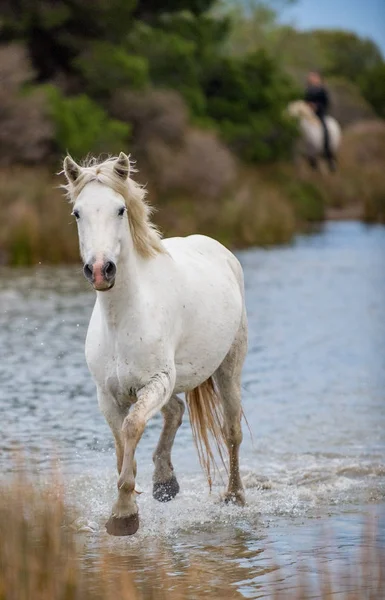Weiße Camargue Pferde Galoppieren Durchs Wasser Parc Regional Camargue Provence — Stockfoto