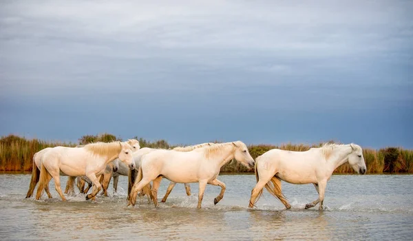 White Camargue Cavalos Galopando Através Água Parc Regional Camargue Provence — Fotografia de Stock