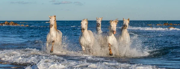 Cavalos Camargue Brancos Galopando Água Azul Mar França — Fotografia de Stock