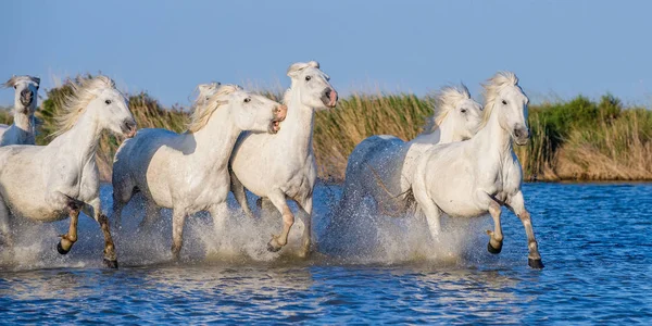 Vita Camargue Hästar Galopperar Blått Vatten Havet Frankrike — Stockfoto