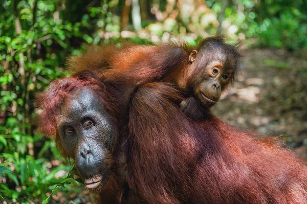 On a mum`s back. Cub of orangutan on mother\'s back in green rainforest. Natural habitat. Bornean orangutan (Pongo pygmaeus wurmbii) in the wild nature. Tropical Rainforest of Borneo Island. Indonesia