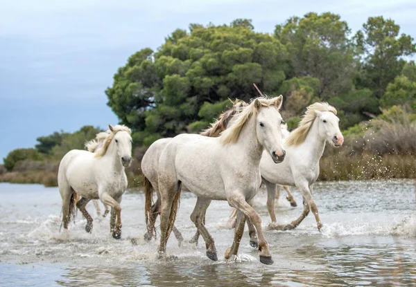 Weiße Camargue Pferde Galoppieren Durch Das Wasser Parc Regional Camargue — Stockfoto