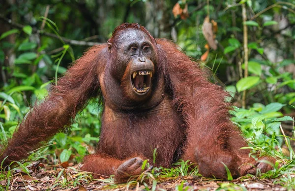 Retrato Perto Orangotango Borneano Pongo Pygmaeus Com Boca Aberta Natureza — Fotografia de Stock
