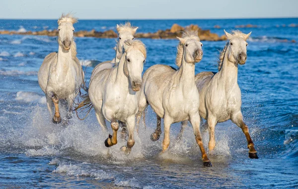 Cavalos Camargue Brancos Galopando Água Azul Mar França — Fotografia de Stock