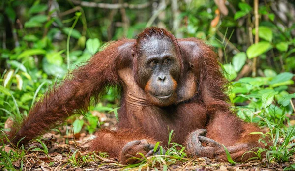 Egy Közeli Portréja Borneói Orangután Pongo Pygmaeus Vad Természet Központi — Stock Fotó