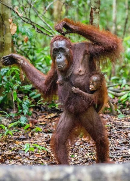 Mum Tyłu Cub Orangutan Matki Zielony Las Deszczowy Siedlisk Przyrodniczych — Zdjęcie stockowe