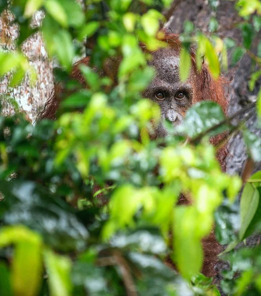 ボルネオのオランウータンが自然の生息地の木の緑の葉の中に隠れて 野生の自然でボルネオ オランウータン ポンゴは例 Wurmbii ボルネオ島の熱帯雨林 インドネシア — ストック写真