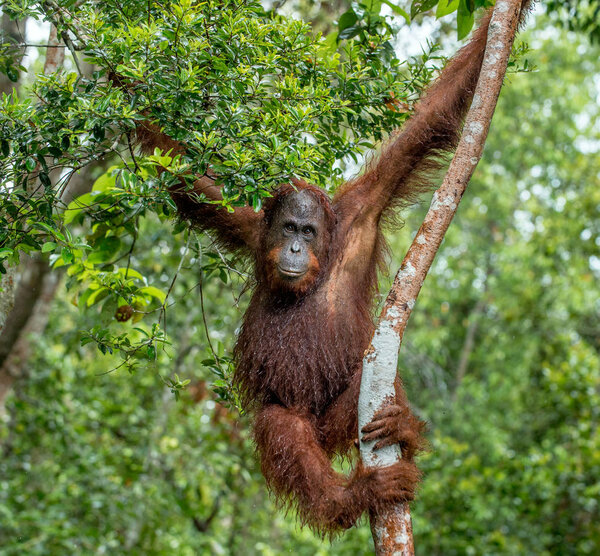 Bornean orangutan on the tree under rain in the wild nature. Central Bornean orangutan ( Pongo pygmaeus wurmbii ) on the tree in natural habitat. Tropical Rainforest of Borneo. Indonesia