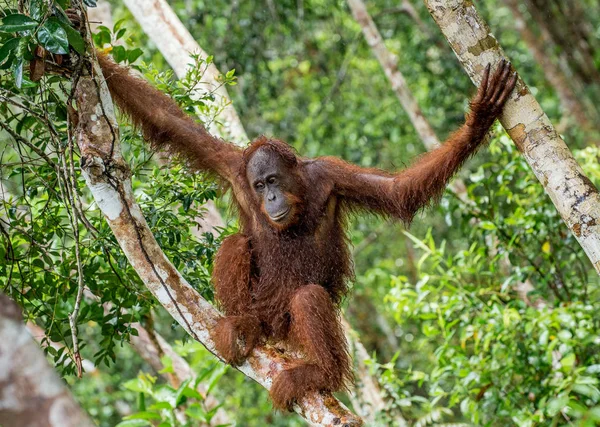 大自然の中の雨の下で木にボルネオ オランウータン 自然の生息地で木に中央ボルネオ オランウータン ポンゴは例 Wurmbii ボルネオの熱帯雨林 インドネシア — ストック写真