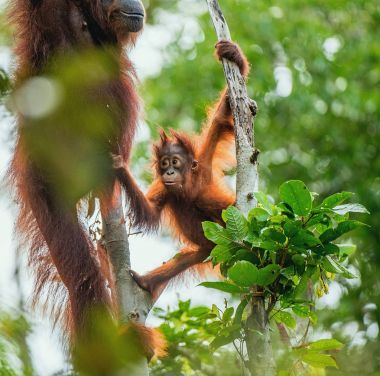 Borneo Orangutan yavrusu bir doğal yaşam alanı ağacında üzerinde. Borneo orangutan (Pongo pygmaeus wurmbii) vahşi doğada. Adası Borneo yağmur ormanları. Endonezya.