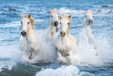 Deniz mavi su üzerinde dörtnala Camargue atlar beyaz. Fransa.