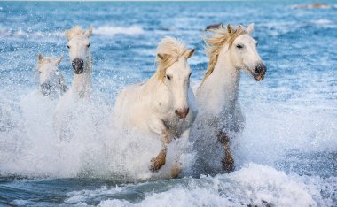 Deniz mavi su üzerinde dörtnala Camargue atlar beyaz. Fransa.