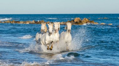 Deniz mavi su üzerinde dörtnala Camargue atlar beyaz. Fransa.