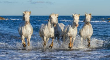 Deniz mavi su üzerinde dörtnala Camargue atlar beyaz. Fransa.