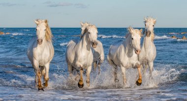 Deniz mavi su üzerinde dörtnala Camargue atlar beyaz. Fransa.