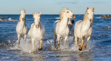Deniz mavi su üzerinde dörtnala Camargue atlar beyaz. Fransa.