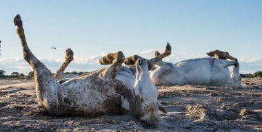 Çalışırken at. Beyaz atın kuma alır. Beyaz camargue atları onun yaşam alanı Parc bölgesel de Camargue - Provence, Fransa