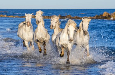 Deniz mavi su üzerinde dörtnala Camargue atlar beyaz. Fransa.
