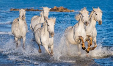 Deniz mavi su üzerinde dörtnala Camargue atlar beyaz. Fransa.