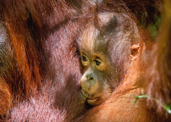 Куб Сосёт Молоко Мамы Орангутанга Мать Орангутанга Детеныша Естественной Среде — стоковое фото