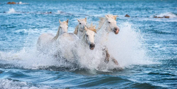 Camargue Bílá Koni Modré Vody Moře Francie — Stock fotografie