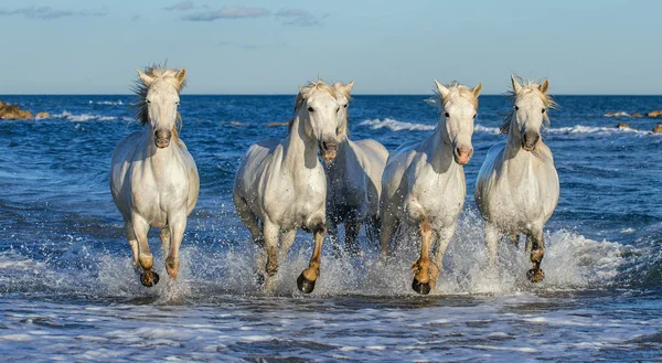 Witte Camargue Paarden Galopperen Blauwe Water Van Zee Frankrijk — Stockfoto