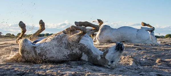 馬をローリングします 白い馬は砂でロールバックします 彼の生息地パルク地方カマルグ プロヴァンス フランスのカマルグの白い馬 — ストック写真