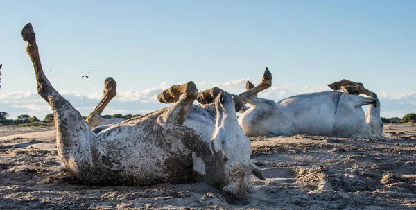 Válcování Koně Bílý Kůň Rolích Písku Bílá Camargue Koně Jeho — Stock fotografie