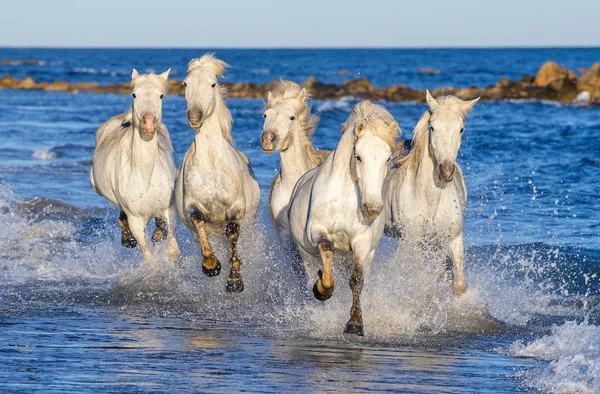 Caballos Camarga Blanca Galopando Agua Azul Del Mar Francia — Foto de Stock