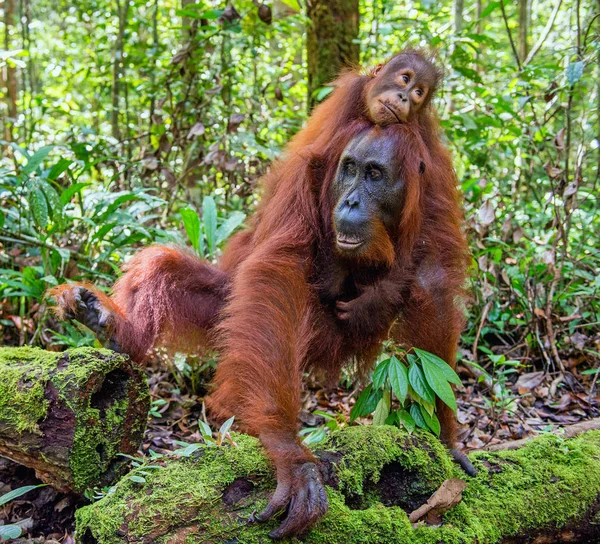 Cub Orangutan Mother Back Green Rainforest Natural Habitat Bornean Orangutan — Stock Photo, Image