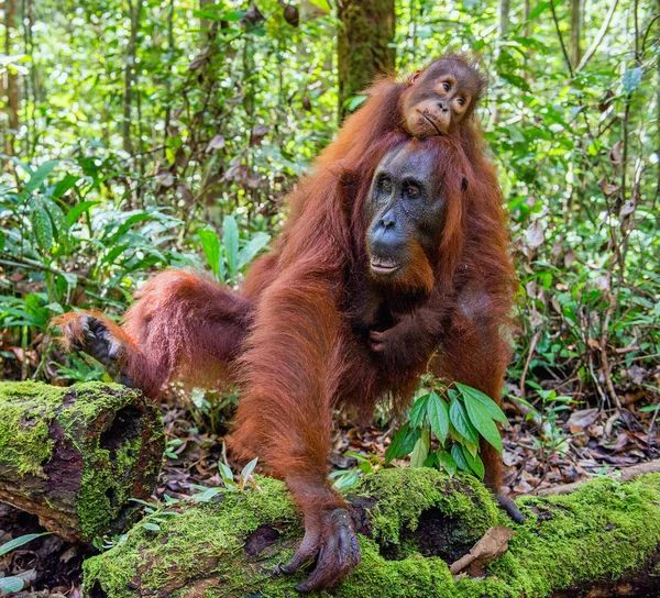 Filhote Orangotango Nas Costas Mãe Floresta Tropical Verde Habitat Natural — Fotografia de Stock