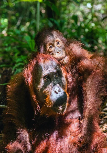 Welp Van Orang Oetan Moederdag Terug Groen Regenwoud Natuurlijke Habitat — Stockfoto