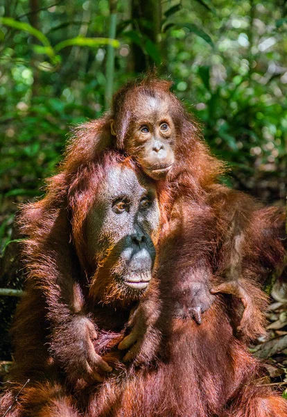 Cucciolo Orango Sulla Schiena Della Madre Nella Foresta Pluviale Verde — Foto Stock