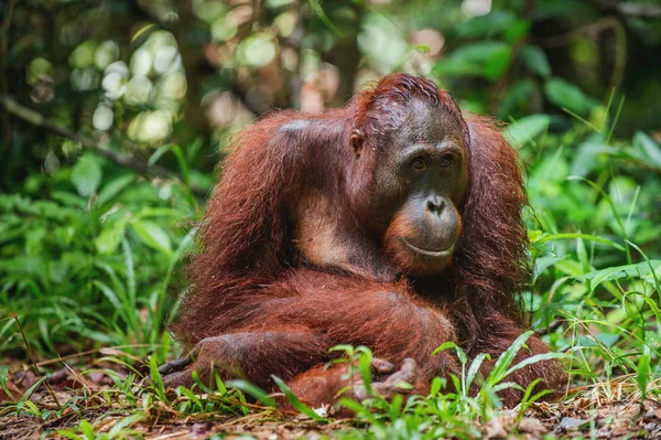 Retrato Perto Orangotango Borneano Pongo Pygmaeus Natureza Selvagem Orangotango Bornéu — Fotografia de Stock