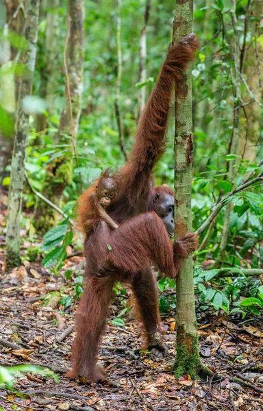 Cucciolo Orango Sulla Schiena Della Madre Nella Foresta Pluviale Verde — Foto Stock