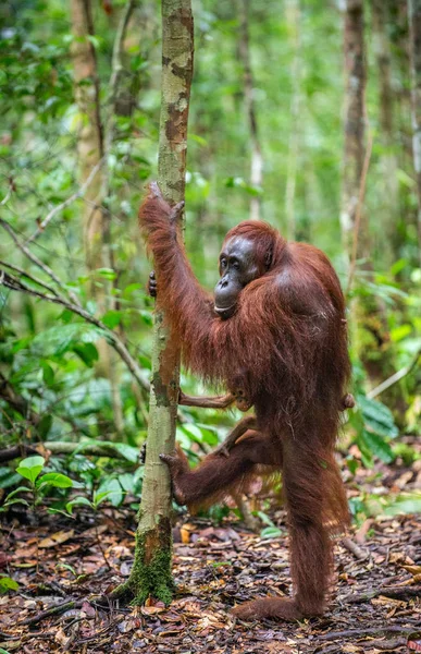 Anne Geri Yeşil Yağmur Ormanları Üzerinde Orangutan Yavrusu Doğal Yaşam — Stok fotoğraf