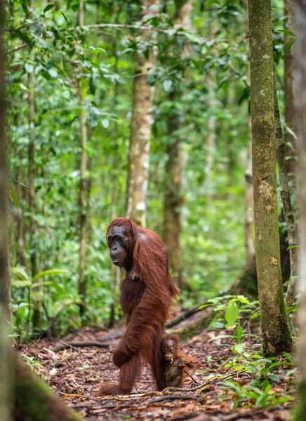 Orangutan Yavrusu Ile Doğal Yaşam Merkezi Borneo Orangutan Pongo Pygmaeus — Stok fotoğraf